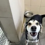 Pies do adopcji