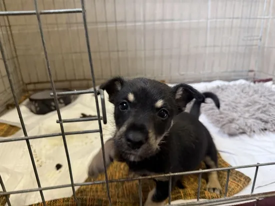 Pies do adopcji, Kraków, 18 listopada 2025