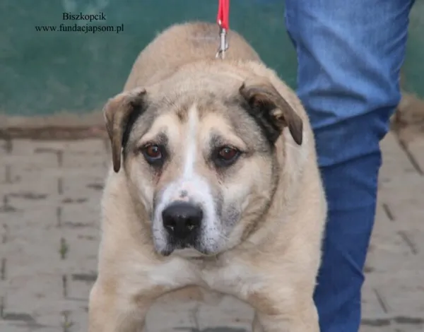 Pies do adopcji, Nowy Dwór Mazowiecki, 20 listopada 2025 (1/4)