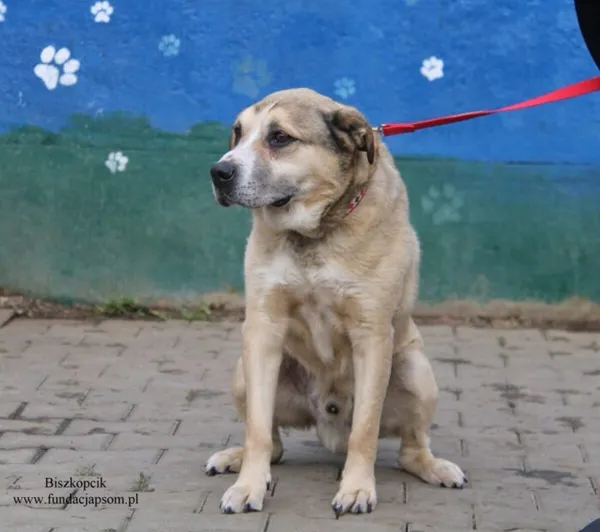 Pies do adopcji, Nowy Dwór Mazowiecki, 20 listopada 2025 (2/4)