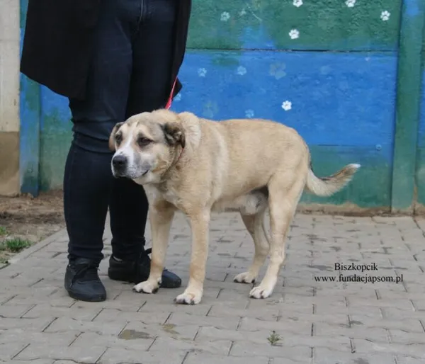 Pies do adopcji, Nowy Dwór Mazowiecki, 20 listopada 2025 (4/4)