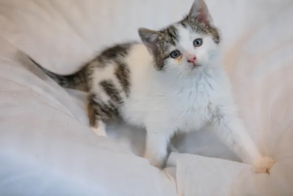 Kot do adopcji, Piła, 31 października 2025 (1/2)