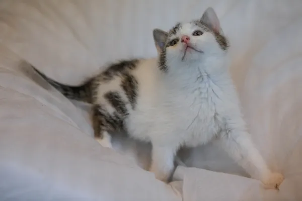 Kot do adopcji, Piła, 31 października 2025 (2/2)