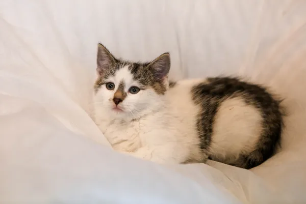 Kot do adopcji, Piła, 4 listopada 2025 (3/3)