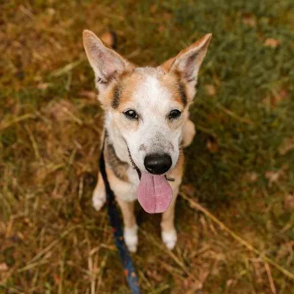 Pies do adopcji, Sosnowice, 12 kwietnia 2025 (1/5)