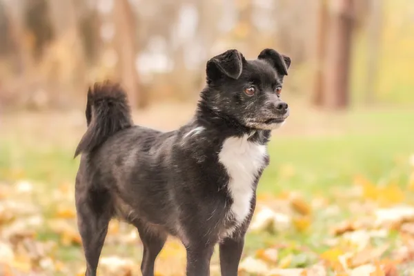 Pies do adopcji, Nowodwór, 20 listopada 2025 (3/5)