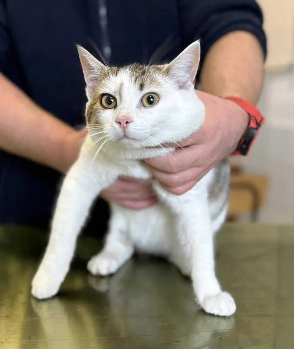 Znaleziono kota, Lublin, 19 listopada 2025