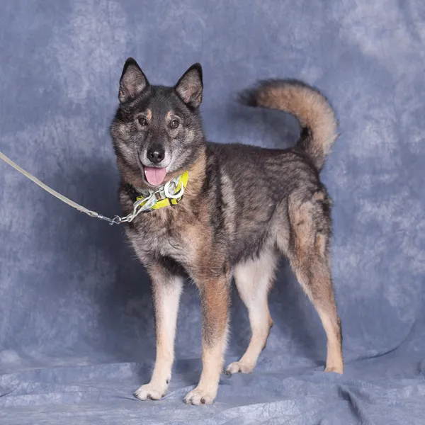 Pies do adopcji, Gdańsk, 20 listopada 2025