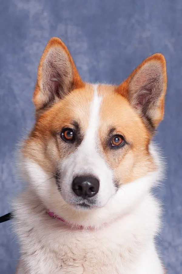 Pies do adopcji, Gdańsk, 20 listopada 2025