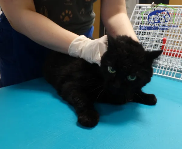 Pies do adopcji, Szczecin, 20 listopada 2025