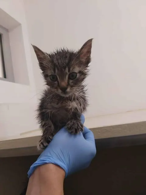 Znaleziono kota, Grudziądz, 20 listopada 2025