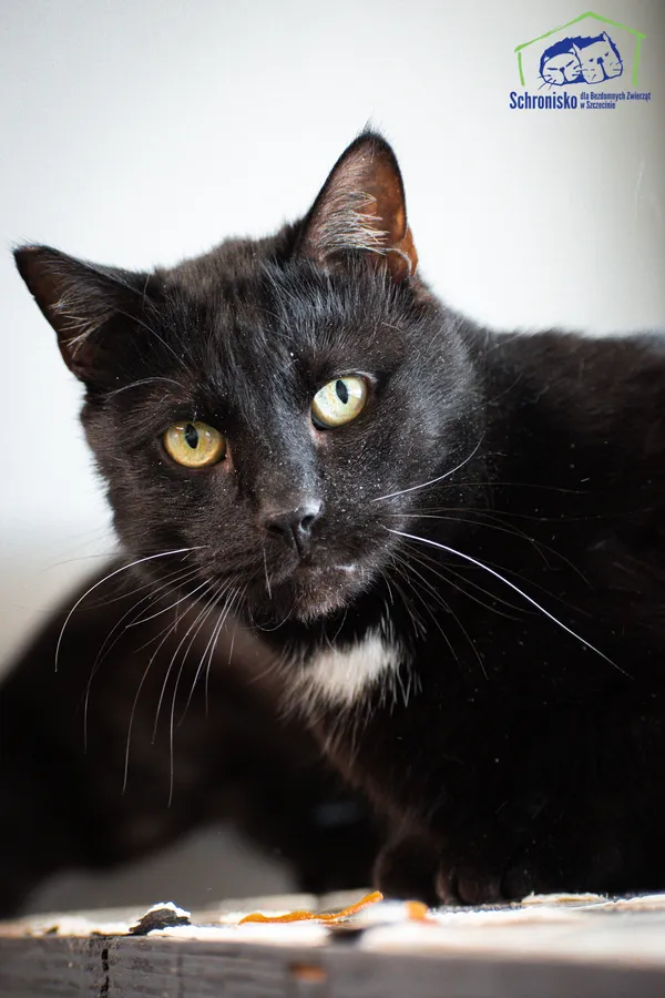 Kot do adopcji, Szczecin, 20 listopada 2025