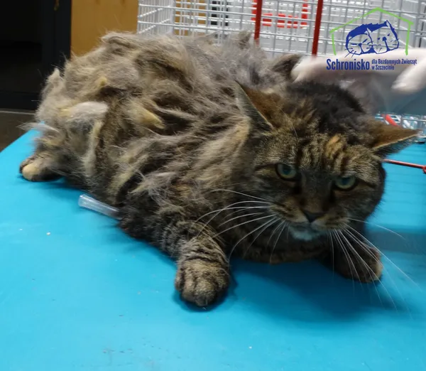 Kot do adopcji, Szczecin, 20 listopada 2025