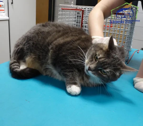 Kot do adopcji, Szczecin, 20 listopada 2025 (2/2)