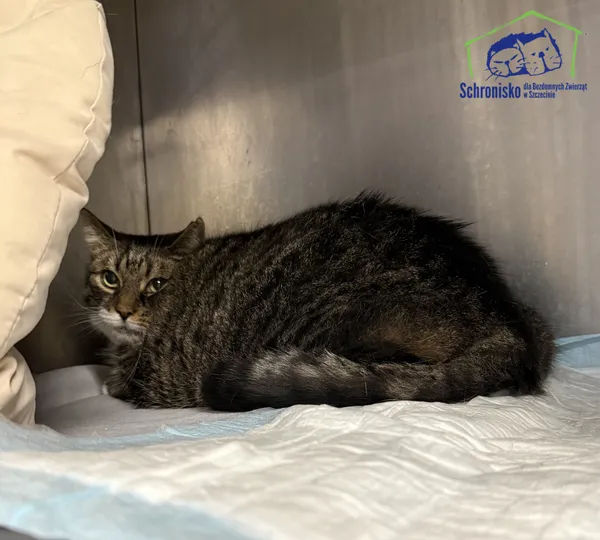 Kot do adopcji, Szczecin, 20 listopada 2025