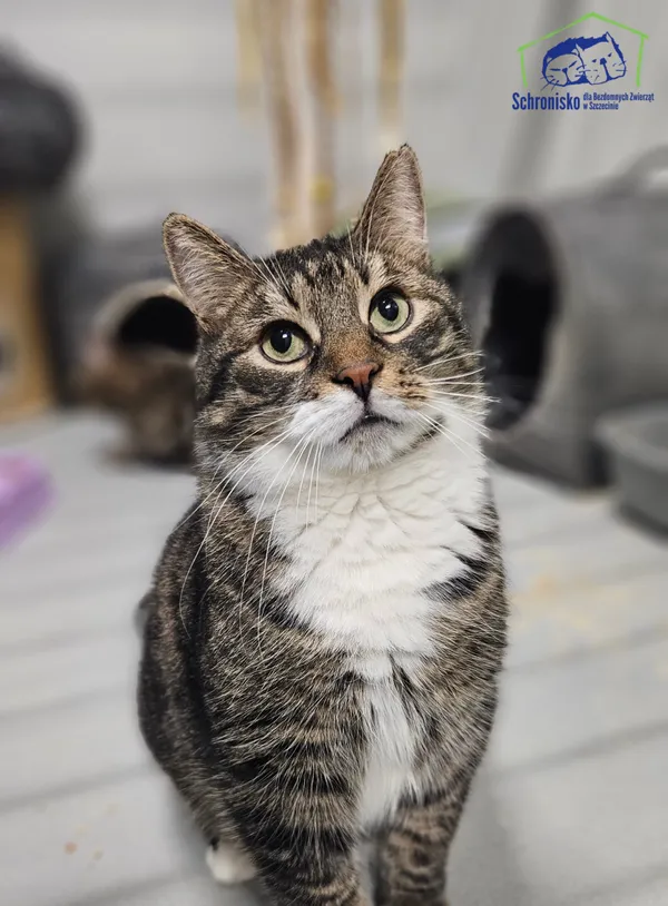 Kot do adopcji, Szczecin, 20 listopada 2025 (1/3)