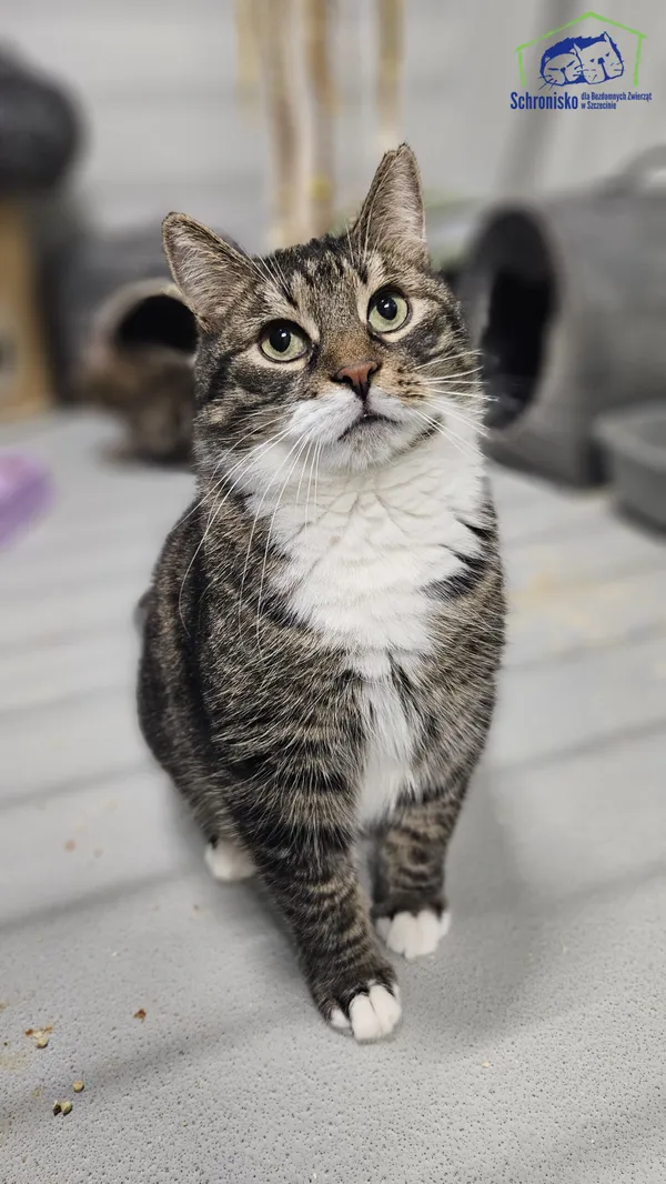 Kot do adopcji, Szczecin, 20 listopada 2025 (2/3)