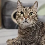 Kot do adopcji
