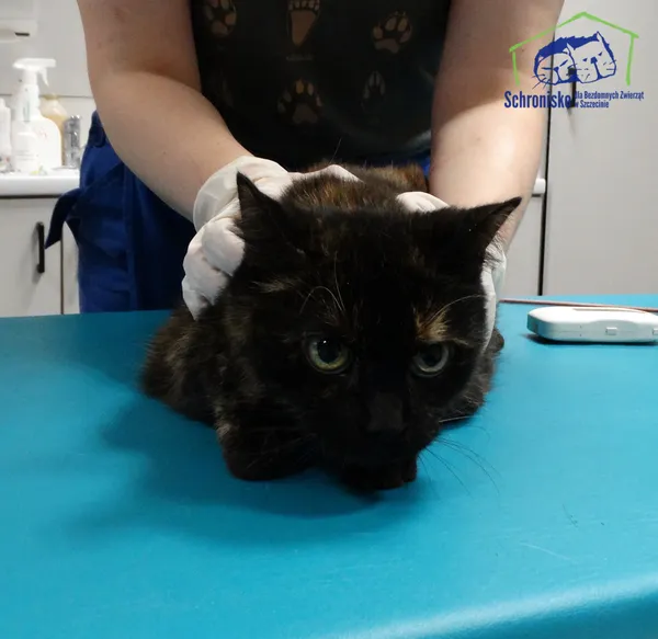 Kot do adopcji, Szczecin, 20 listopada 2025 (2/2)