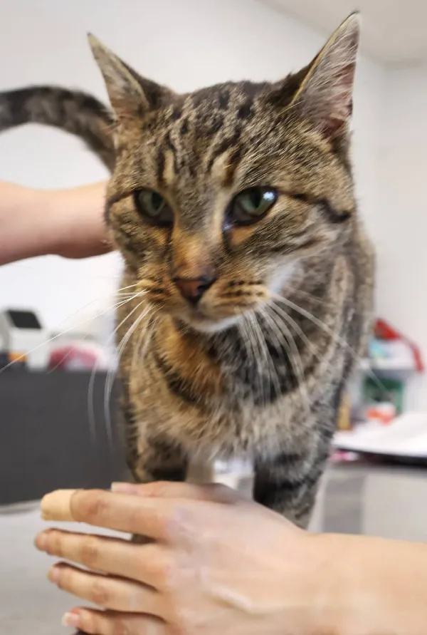 Znaleziono kota, Łódź, 20 listopada 2025 (3/3)