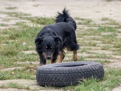 Pies do adopcji, Pabianice, 25 września 2025 (4/5)