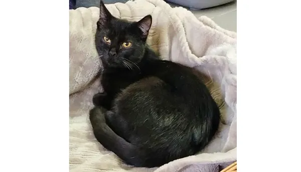 Znaleziono kota, Wrocław, 7 lipca 2025