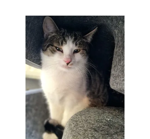 Kot do adopcji, Wrocław, 7 lipca 2025