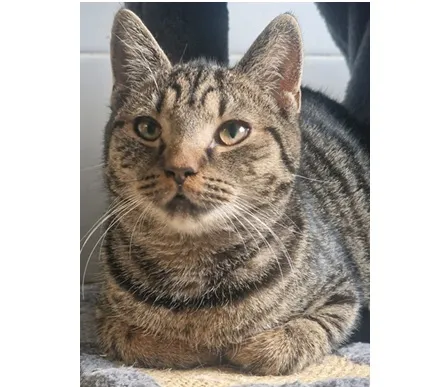 Kot do adopcji, Wrocław, 25 lipca 2025