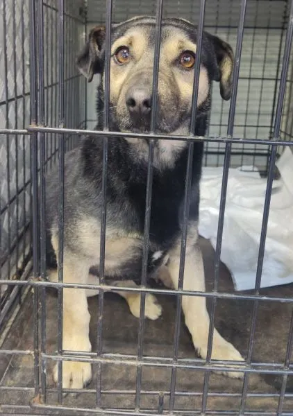 Znaleziono psa, Radom, 19 listopada 2025