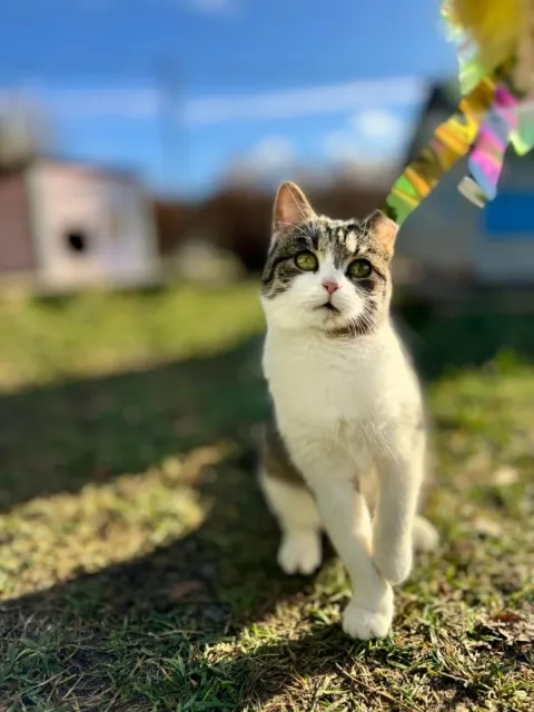 Kot do adopcji, Piła, 31 lipca 2025 (1/5)