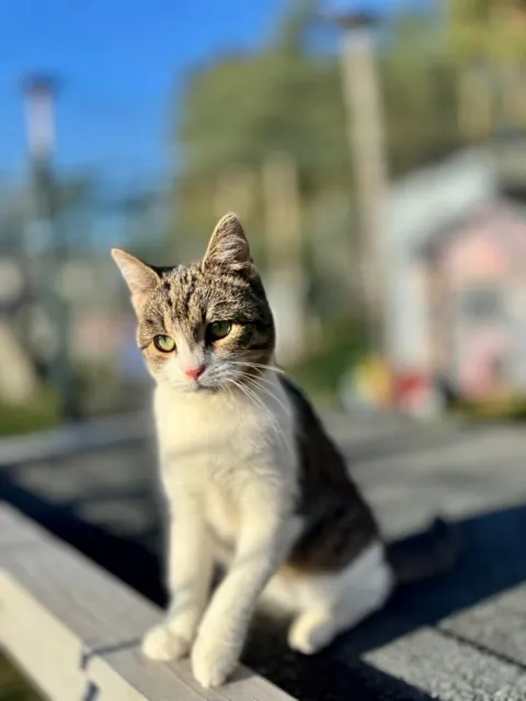 Kot do adopcji, Piła, 31 lipca 2025 (2/5)