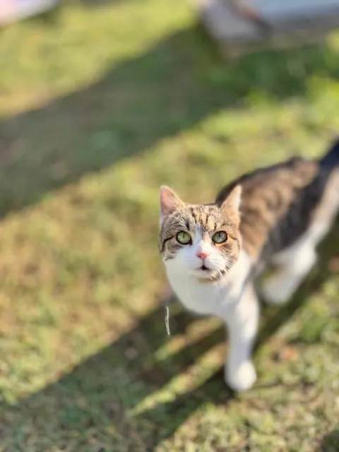 Kot do adopcji, Piła, 31 lipca 2025 (3/5)