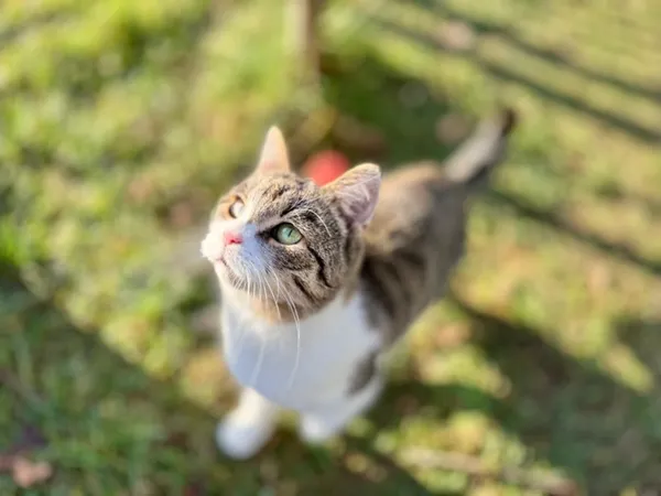 Kot do adopcji, Piła, 31 lipca 2025 (5/5)