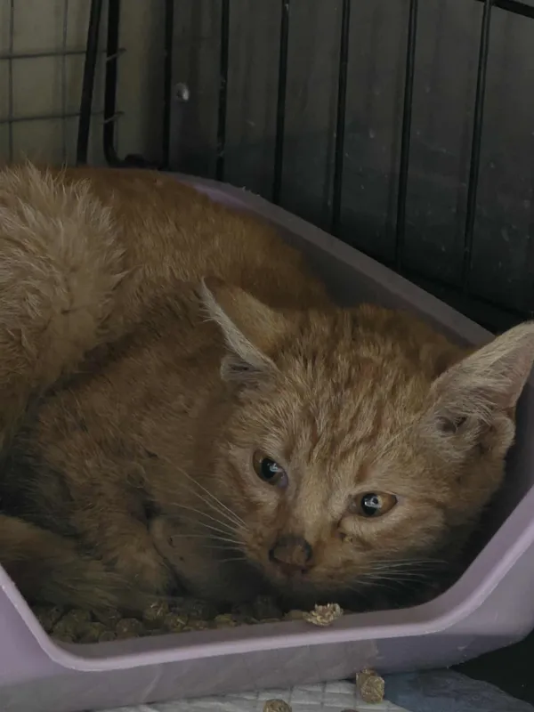 Znaleziono kota, Czartki, 21 listopada 2025