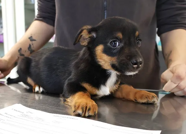 Znaleziono psa, Łódź, 20 listopada 2025 (1/4)