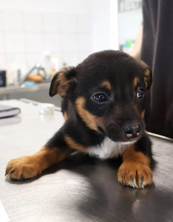 Znaleziono psa, Łódź, 20 listopada 2025 (2/4)