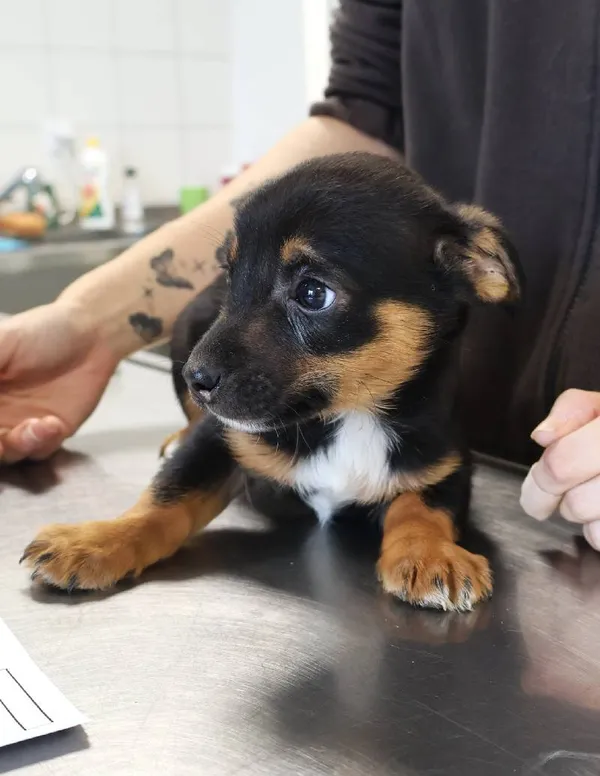 Znaleziono psa, Łódź, 20 listopada 2025 (3/4)