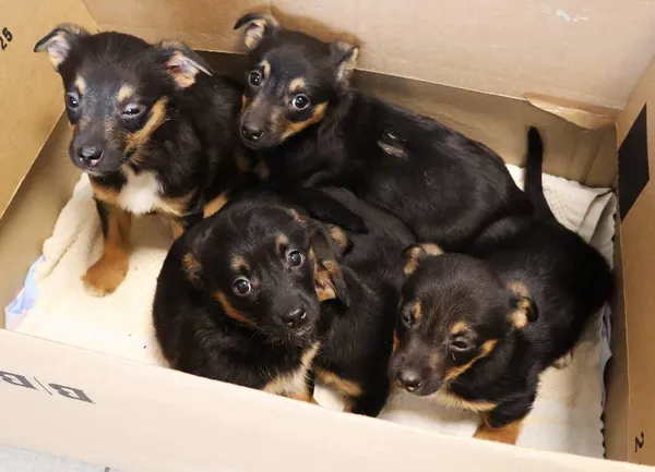 Znaleziono psa, Łódź, 20 listopada 2025 (4/4)