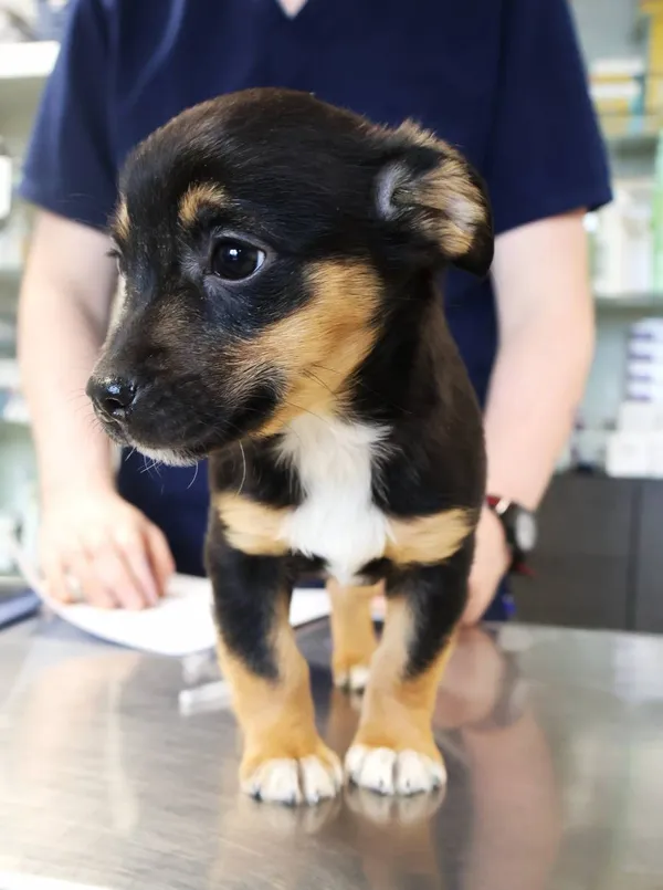 Znaleziono psa, Łódź, 20 listopada 2025 (2/4)