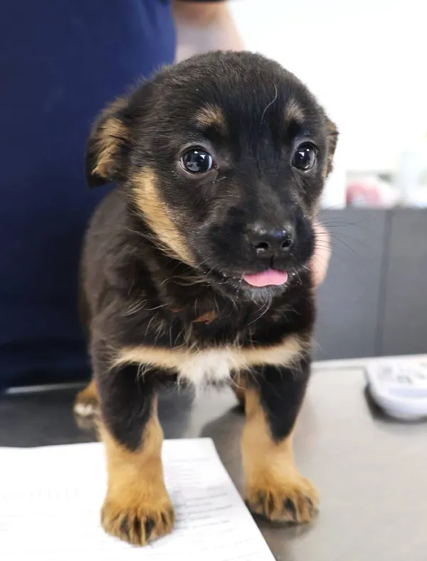 Znaleziono psa, Łódź, 20 listopada 2025 (4/5)