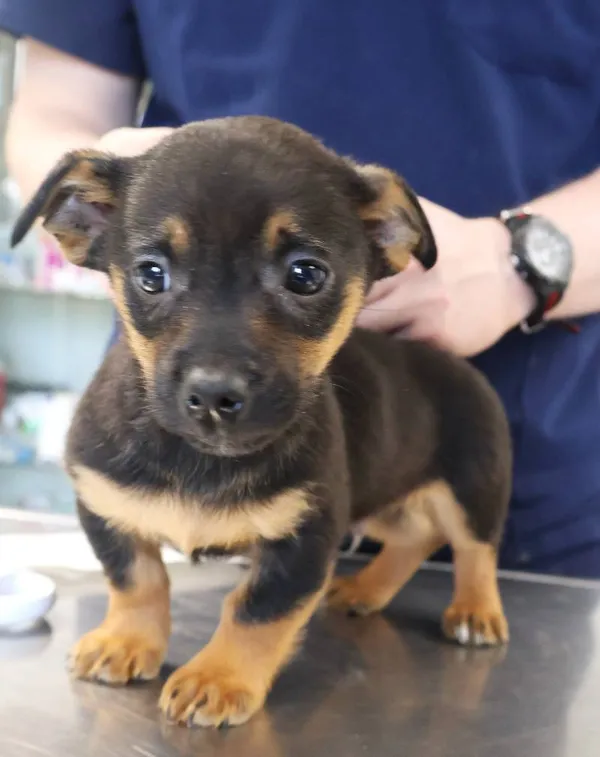 Znaleziono psa, Łódź, 20 listopada 2025 (1/5)