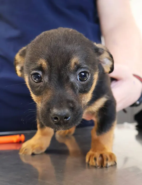 Znaleziono psa, Łódź, 20 listopada 2025 (4/5)