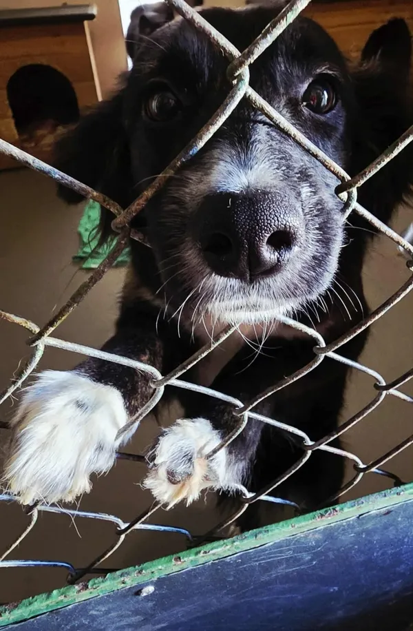 Pies do adopcji, Radom, 21 listopada 2025 (2/4)