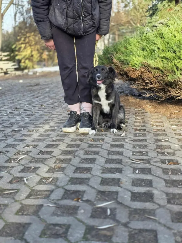 Pies do adopcji, Radom, 21 listopada 2025 (3/4)