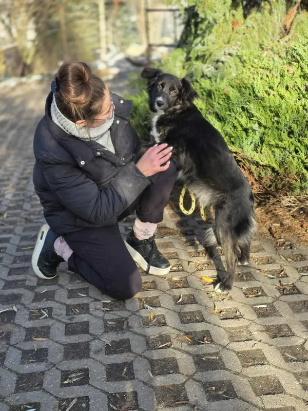 Pies do adopcji, Radom, 21 listopada 2025 (4/4)