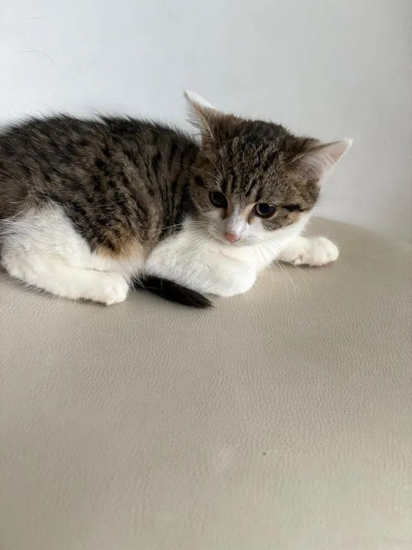 Kot do adopcji, Czartki, 21 listopada 2025 (2/3)