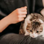 Kot do adopcji