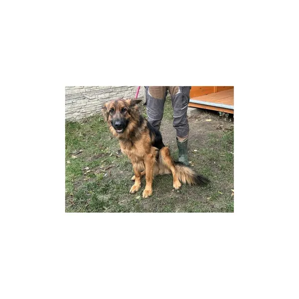 Znaleziono psa, Białystok, 19 listopada 2025