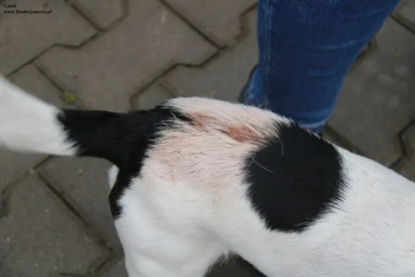 Pies do adopcji, Nowy Dwór Mazowiecki, 21 listopada 2025 (5/5)