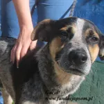 Pies do adopcji